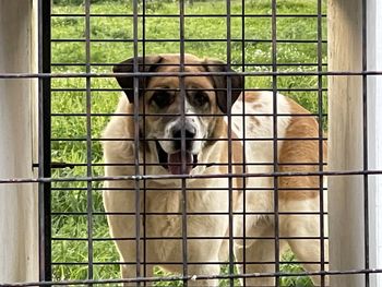 Portrait of dog sitting in cage