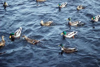 High angle view of swans swimming in lake