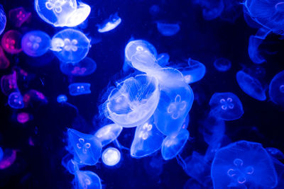 Jellyfish swimming in sea