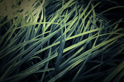 Full frame shot of crops growing on field