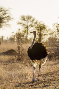 Bird standing in a field