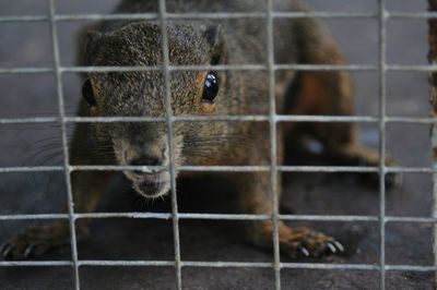 Portrait of mouse in cage