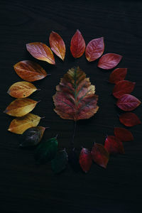 High angle view of autumnal leaves on table