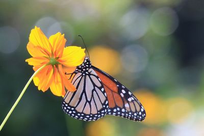 Close-up of butterfly on orange flower