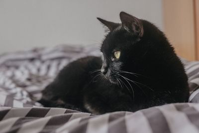 Close-up of cat relaxing on bed at home