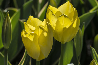 Close-up of yellow flowers blooming outdoors