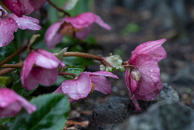 Close-up of pink flowering plant