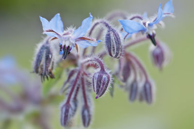 Close-up of purple flowering plant