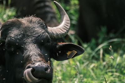 Close-up of an animal