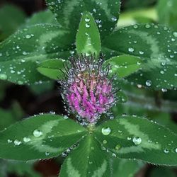 Close-up of wet purple flower