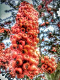 Close-up of red berries