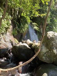 Stream flowing through rocks in forest