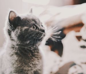 Close-up of tabby kitten