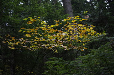 Yellow flowers on tree