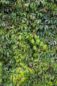 Full frame shot of plants