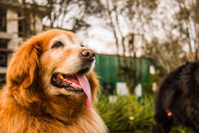 Close-up of dog looking away