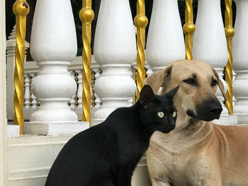 Close-up of a dog looking away