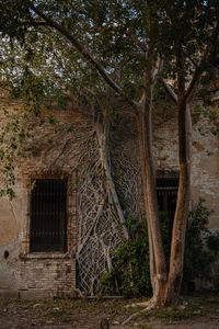 tree