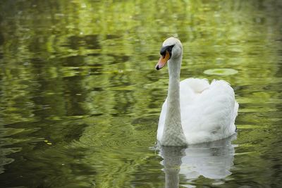 Swan floating on lake