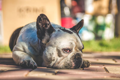 Close-up portrait of dog lying down