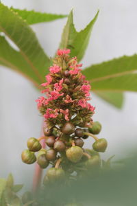 Close-up of fruits on plant