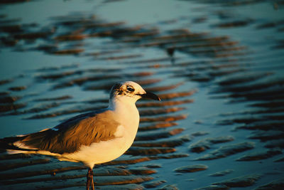 Close-up of seagull perching on lake