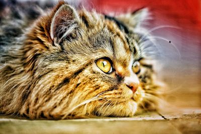 Close-up portrait of a cat looking away