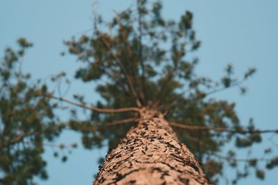 Low angle view of tree trunk