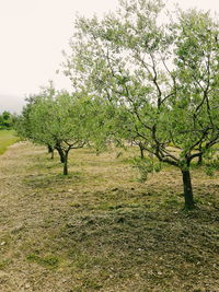 Trees on grassy field