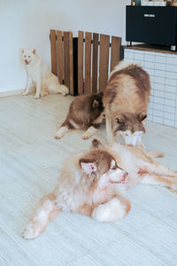 High angle view of cat on floor