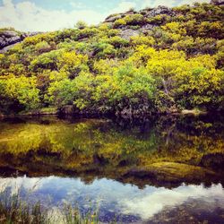 Reflection of trees in lake