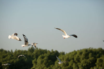 Low angle view of seagulls flying against clear sky
