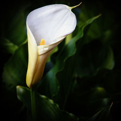 Close-up of white flower