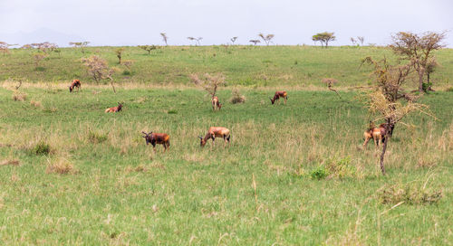 Horses grazing on field