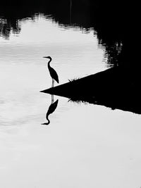 Bird on a lake