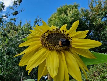 Close-up of sunflower