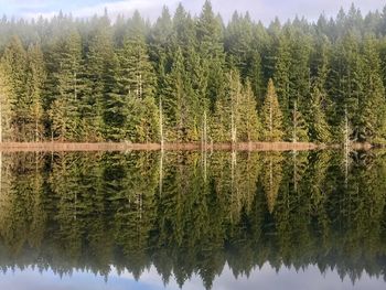 Reflection of trees on lake