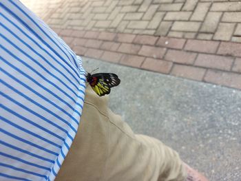 High angle view of fly on person