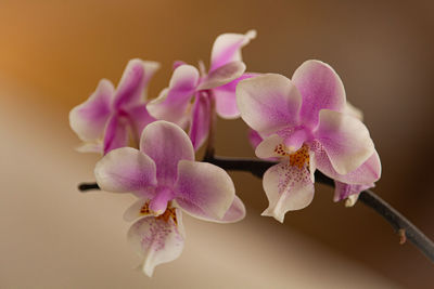 Close-up of pink orchid flowers