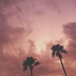 Low angle view of palm trees against cloudy sky