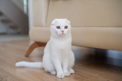 Portrait of white cat sitting on floor at home