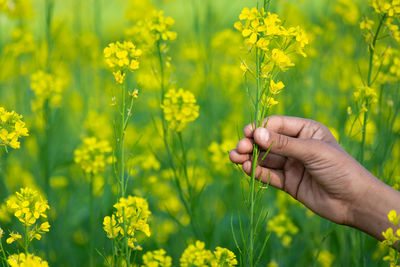 Hand holding mustard flowers in agriculture field