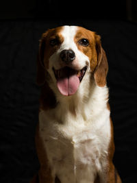 Close-up portrait of a dog