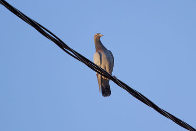 Low angle view of bird perching on wall