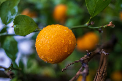 Close-up of fruit on tree