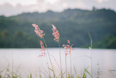 Close-up of flowering plant against lake