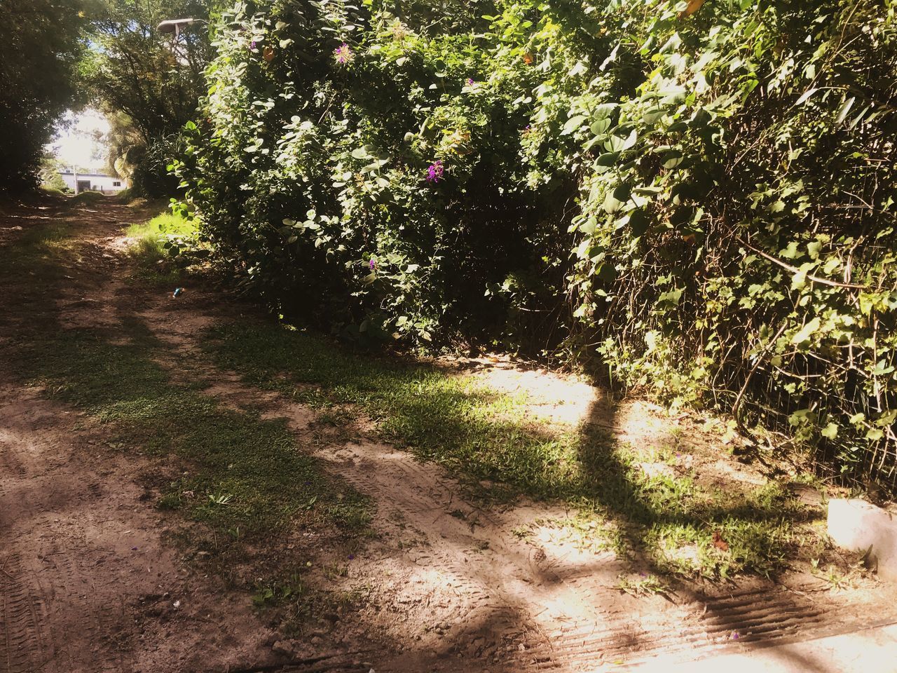 TREES AND PLANTS GROWING ON LAND