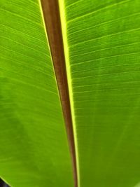 Close-up of green leaf