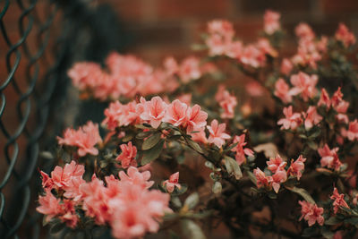 Close-up of flowers blooming outdoors