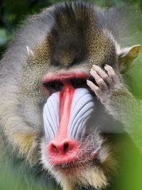 Close-up portrait of a mandrill being consoled by its mate looking at camera